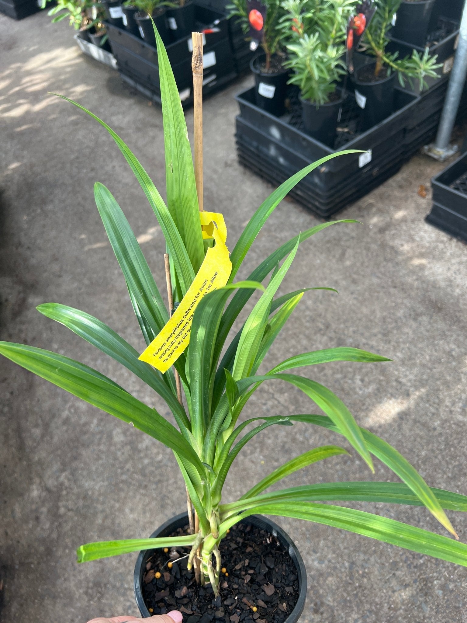 Pandan Edible (Pandanus amaryllifolius) Large - Ladybird Nursery