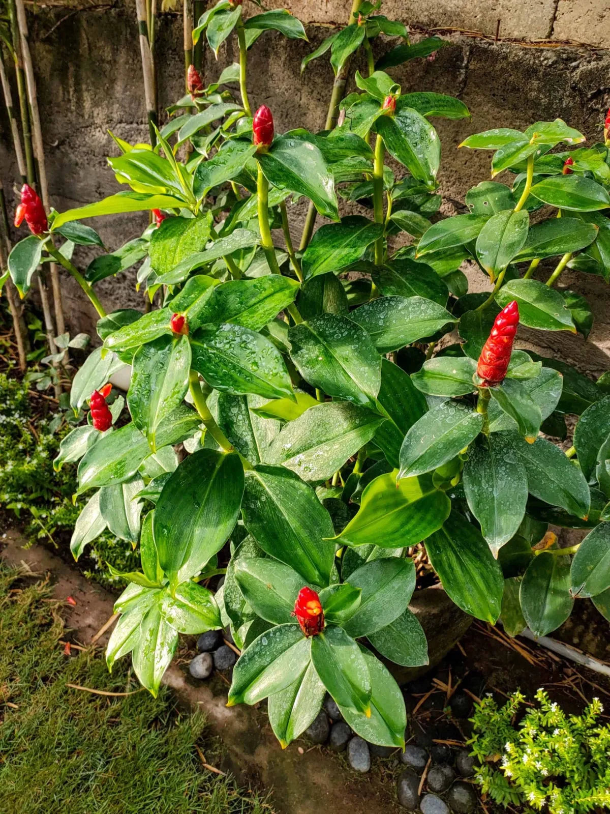 Red Button Ginger (Costus woodsonii)