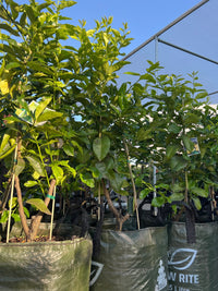 Double Grafted Lemon and Lime (Pick up only) - Ladybird Nursery