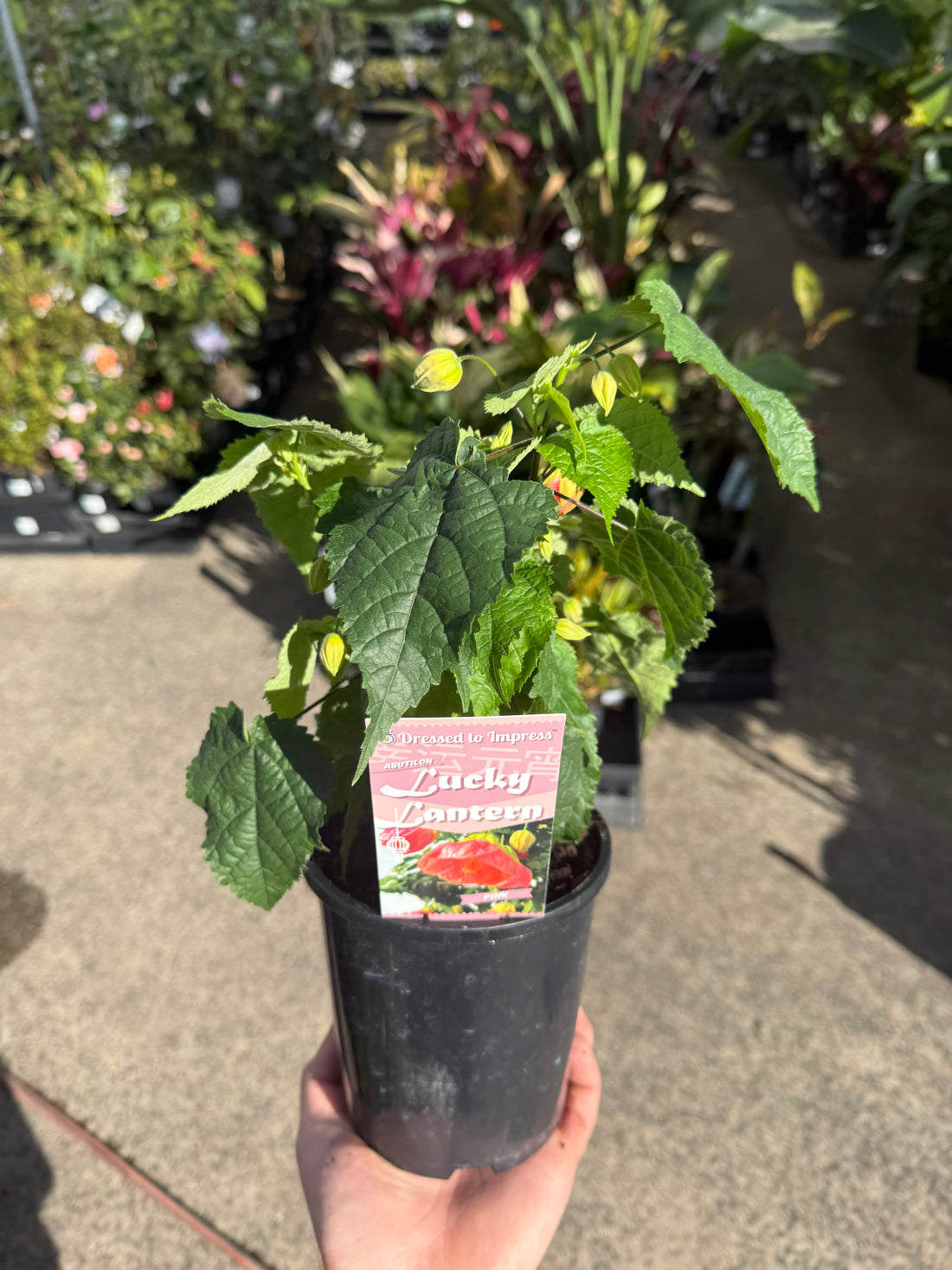 Chinese Lantern 'Lucky Pink' (Abutilon)
