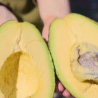 Avocado 'Linda' (B) - Medium - Ladybird Nursery