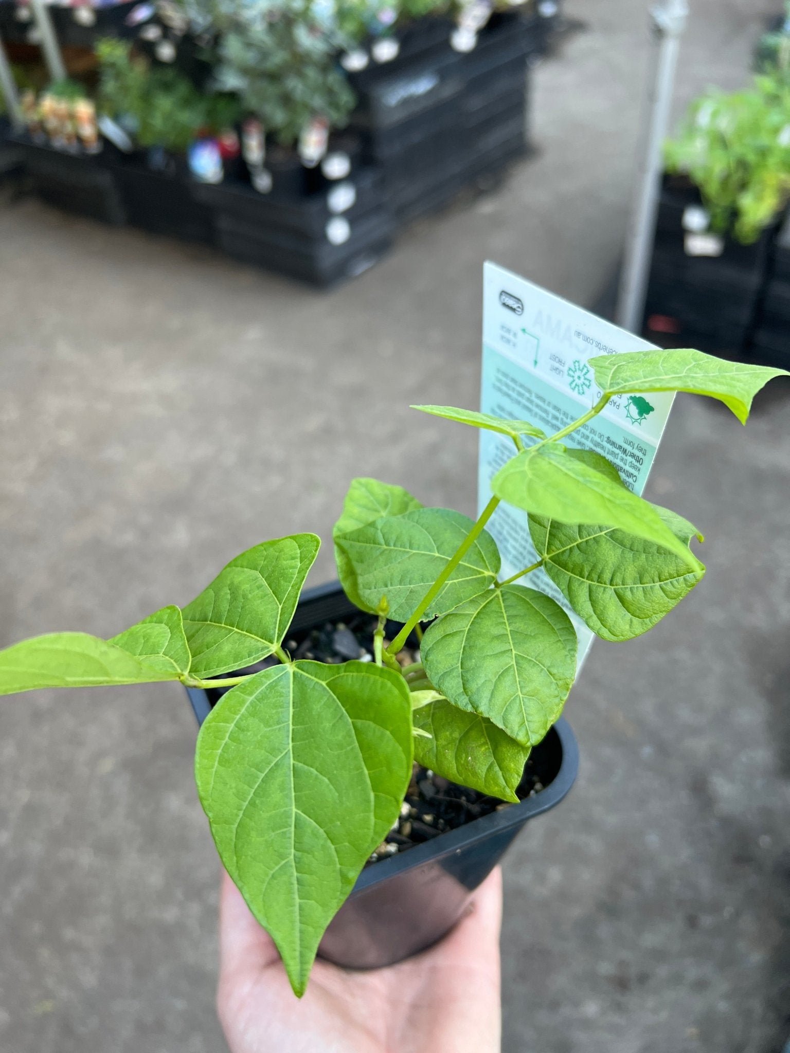 Yam Bean (Jicama) - Ladybird Nursery