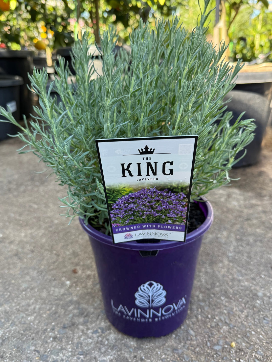 Lavender 'The King' - Large - Ladybird Nursery