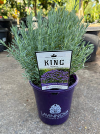 Lavender 'The King' - Large - Ladybird Nursery