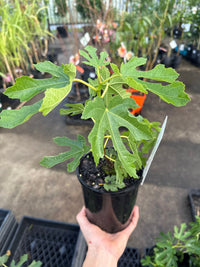 Fig 'Black Genoa' - Ladybird Nursery