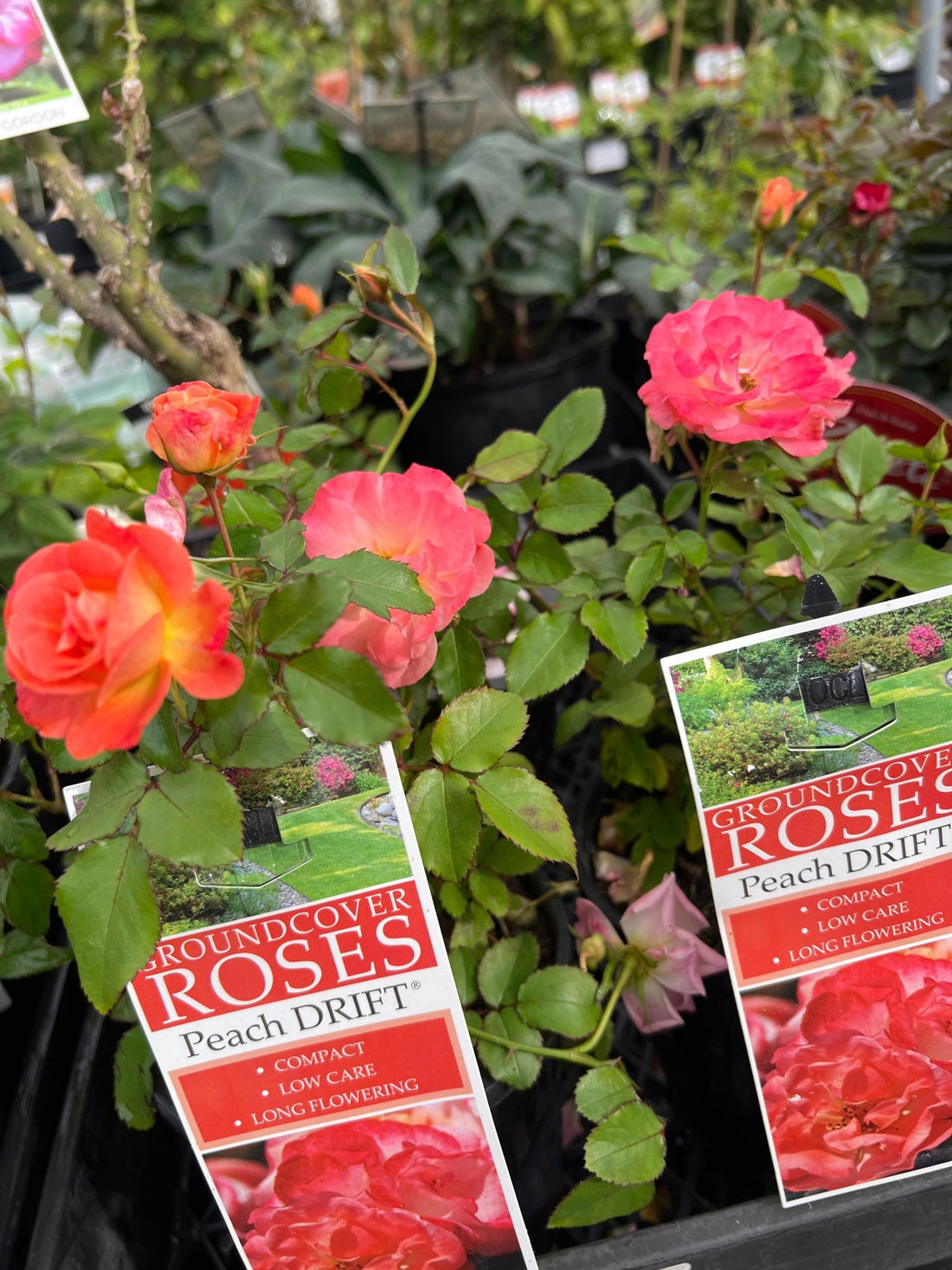 Rose 'DRIFT® Peach' - Ladybird Nursery