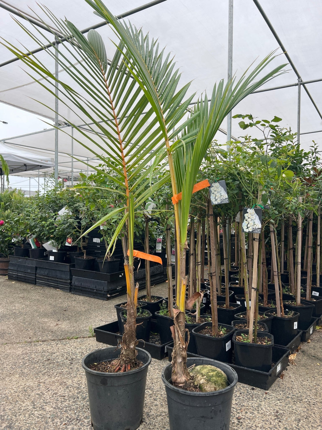 Coconut Palm - Bronze (Cocos nucifera) - Ladybird Nursery