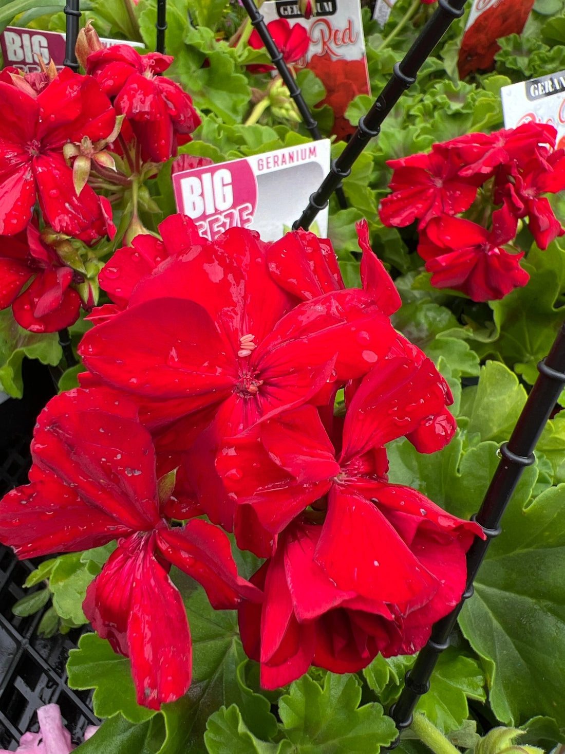 Geranium 'Big Eeze' - Hanger - Ladybird Nursery