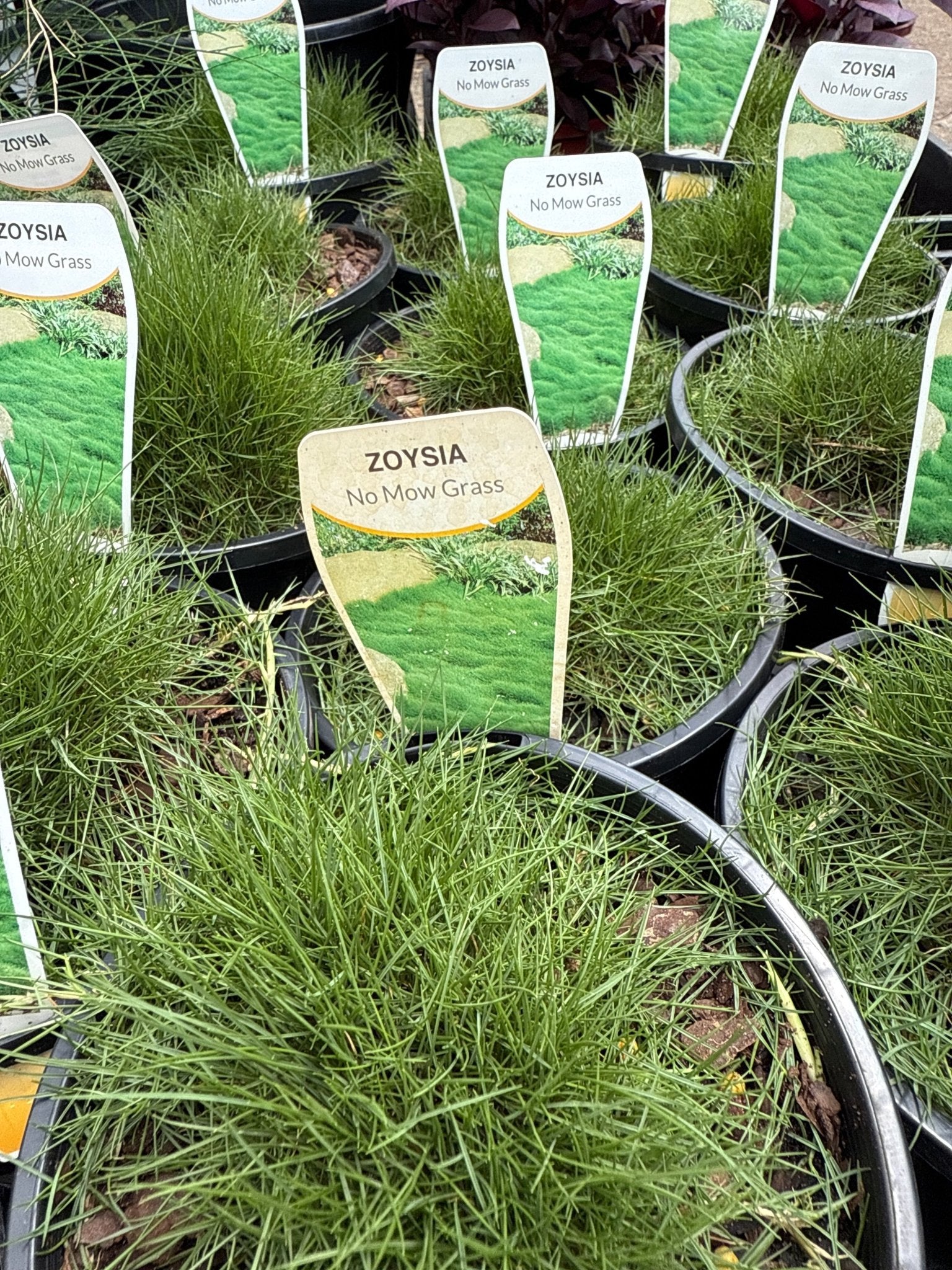 No Mow Grass - Ladybird Nursery