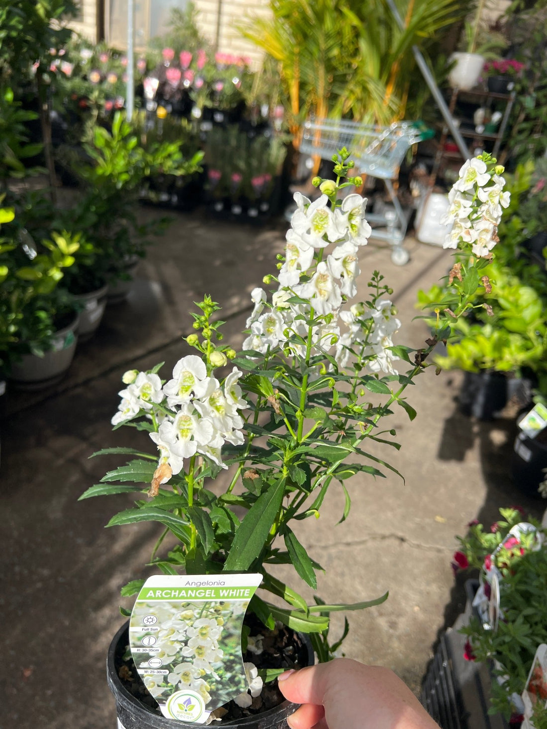 Archangel 'White' (Angelonia) - Ladybird Nursery