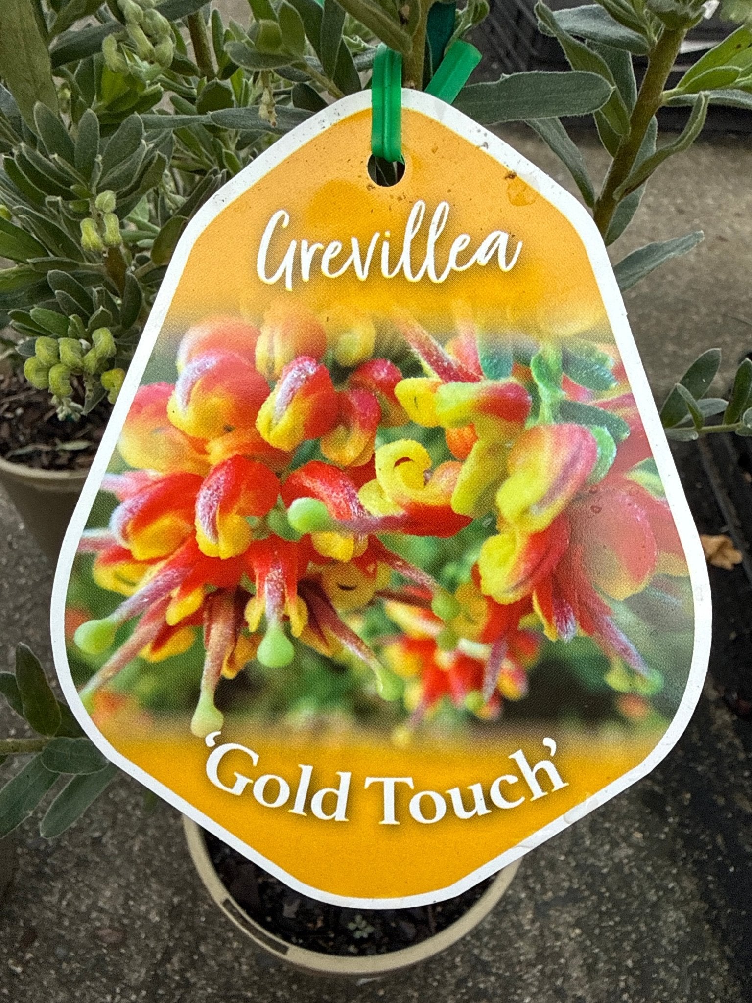 Dwarf Grevillea 'Gold Touch' - Ladybird Nursery