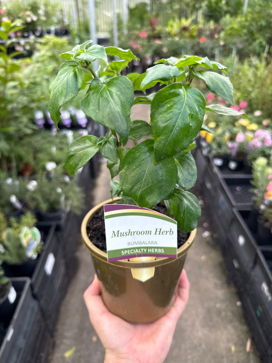 Mushroom Herb (Rungia klossii) - Ladybird Nursery