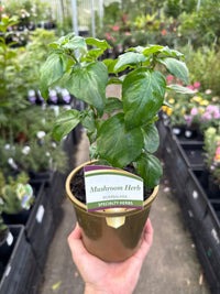 Mushroom Herb (Rungia klossii) - Ladybird Nursery