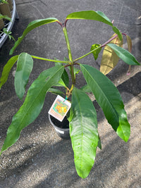 Yellow Mangosteen (Garcinia tinctori) - Ladybird Nursery