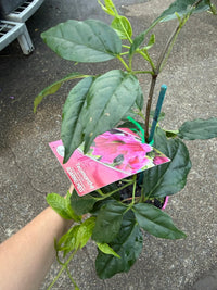 Roaring Meg (Tecomanthe hillii hybrid) - Ladybird Nursery