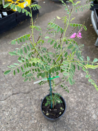 Australian Indigo (Indigofera australis) - Ladybird Nursery