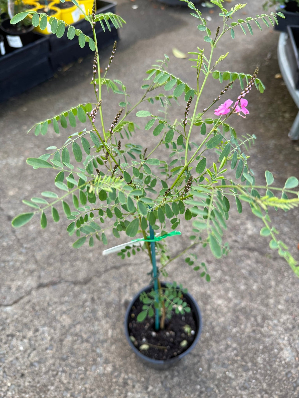 Australian Indigo (Indigofera australis) - Ladybird Nursery