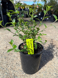 Marmalade Bush 'Ginger Meggs' (Streptosolen jamesonii) - Ladybird Nursery