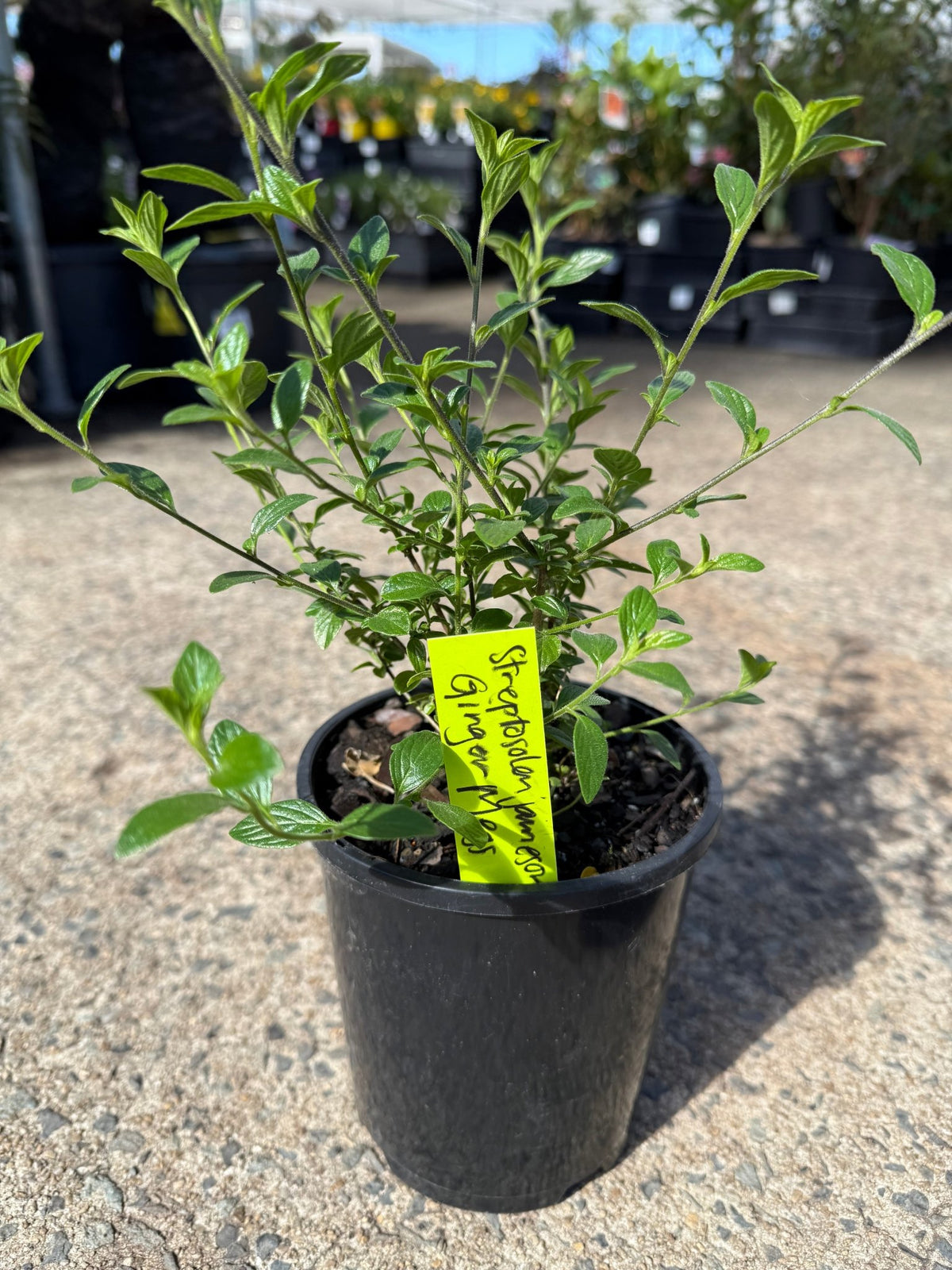 Marmalade Bush 'Ginger Meggs' (Streptosolen jamesonii) - Ladybird Nursery