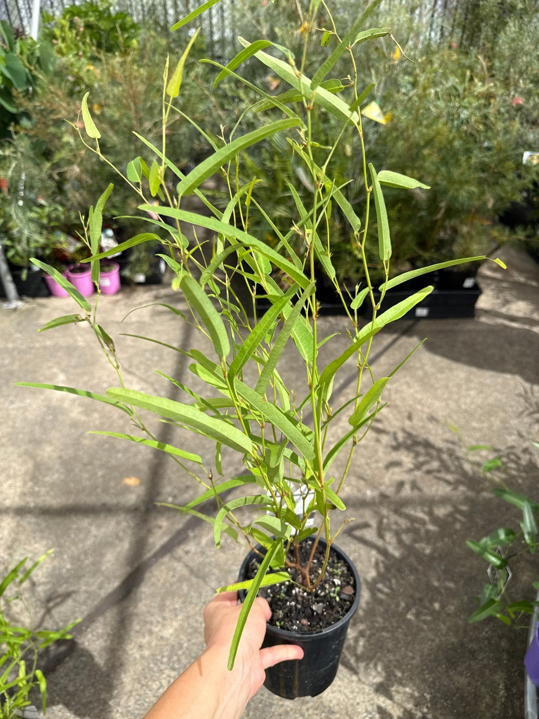 Hardenbergia 'MEEMA' - Ladybird Nursery