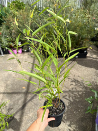 Hardenbergia 'MEEMA' - Ladybird Nursery