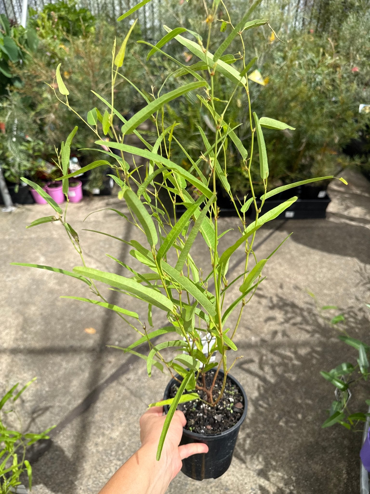 Hardenbergia 'MEEMA' - Ladybird Nursery