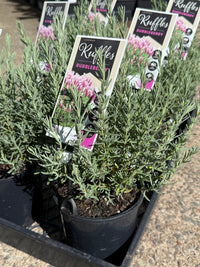 Lavender 'Bubbleberry Ruffles' (Lavandula pedunculata) - Ladybird Nursery