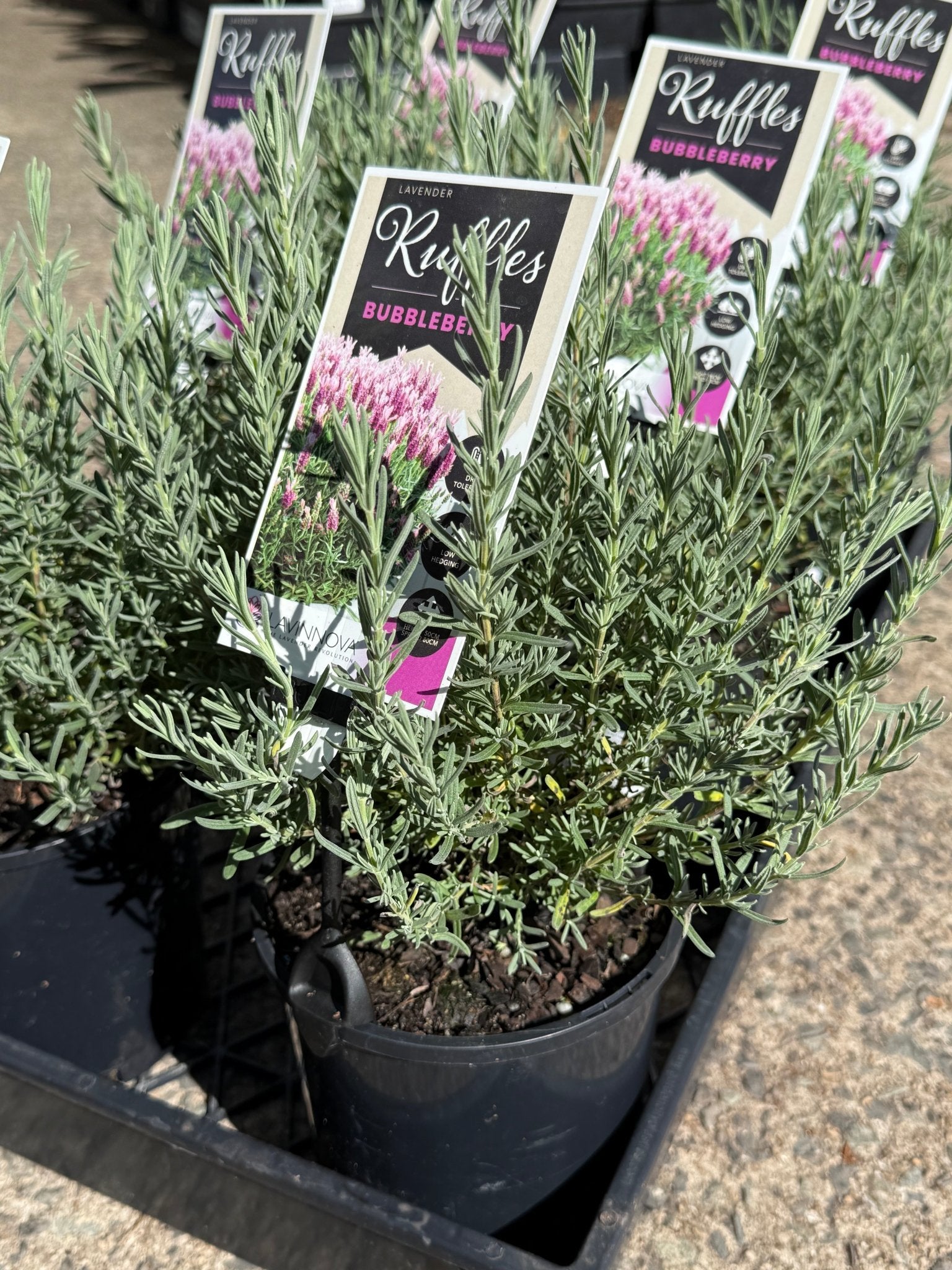 Lavender 'Bubbleberry Ruffles' (Lavandula pedunculata) - Ladybird Nursery