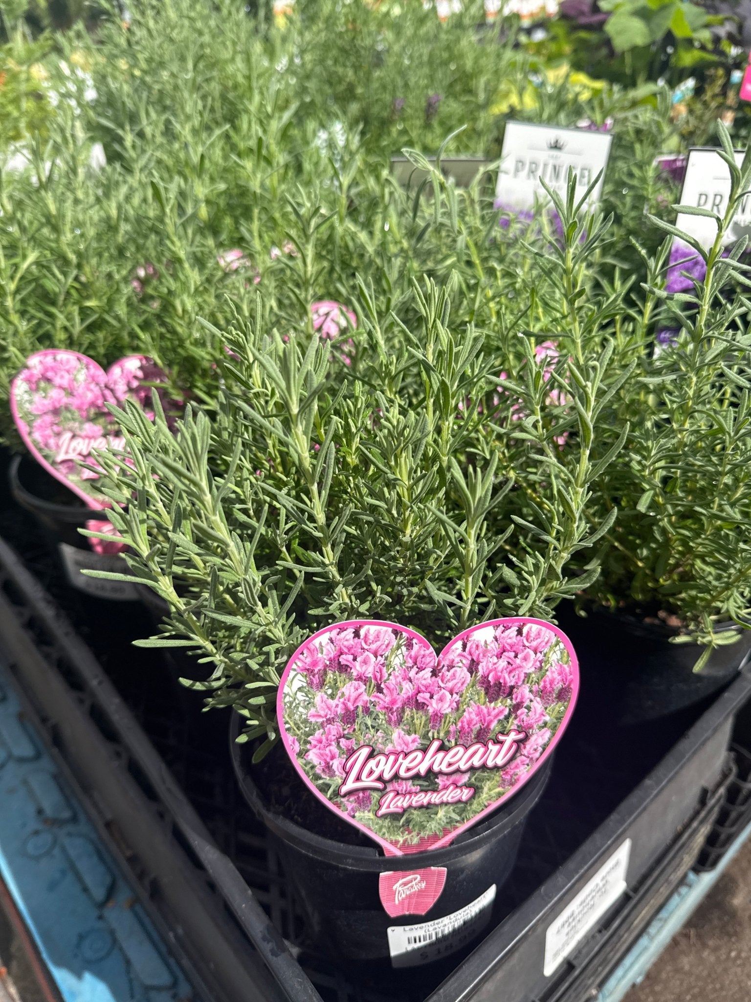 Lavender 'Loveheart' (Lavandula) - Ladybird Nursery