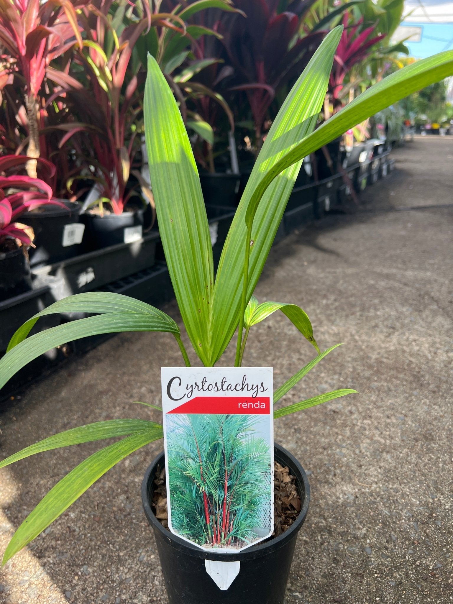 Red Lipstick Palm (Cyrtostachys renda) - Ladybird Nursery