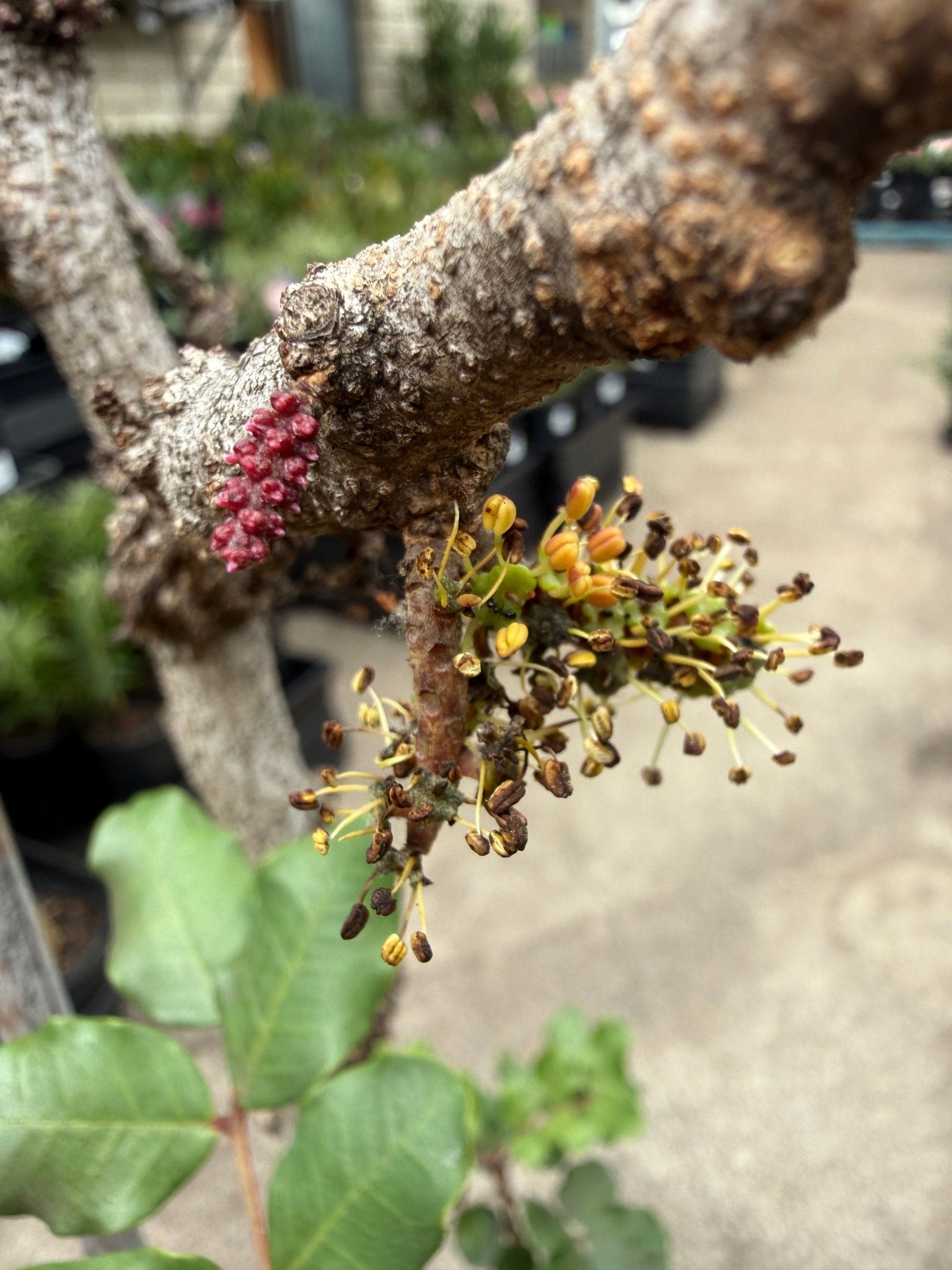 Carob Tree (Ceratonia siliqua) - Advanced (PICK UP ONLY) - Ladybird Nursery