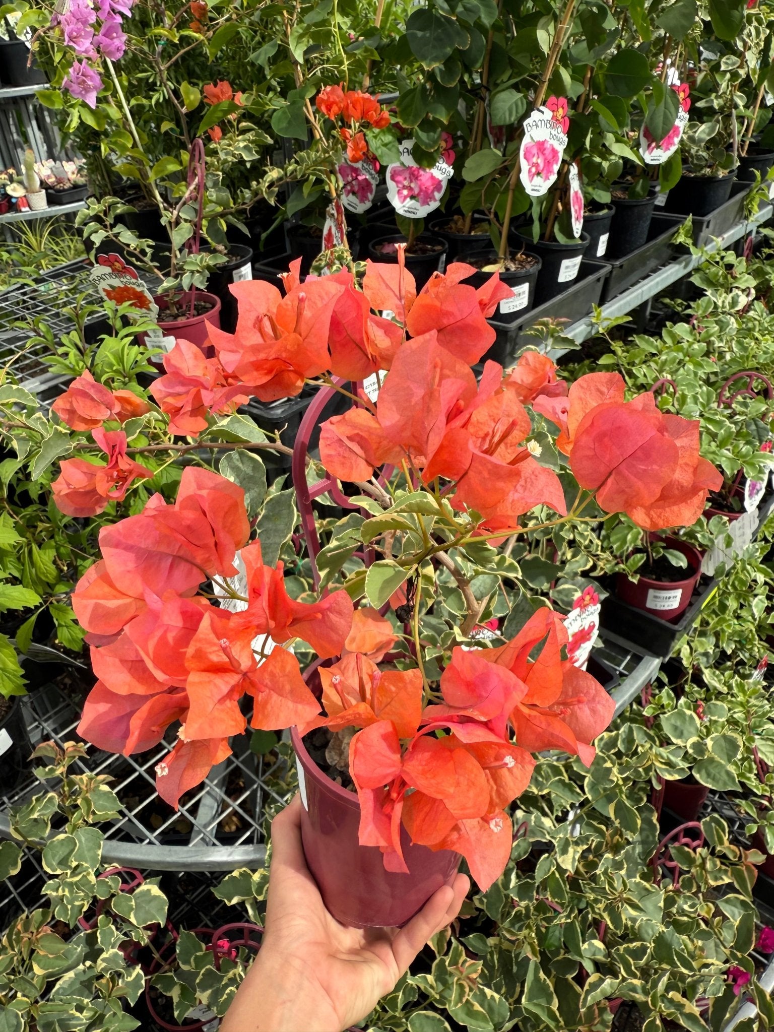 Bougainvillea ‘Miski’ (Bougainvillea Bambino™) - Ladybird Nursery