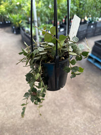 Hoya curtisii 'Thailand' - Ladybird Nursery