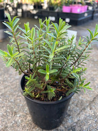 Hebe 'Garden Beauty' - Ladybird Nursery