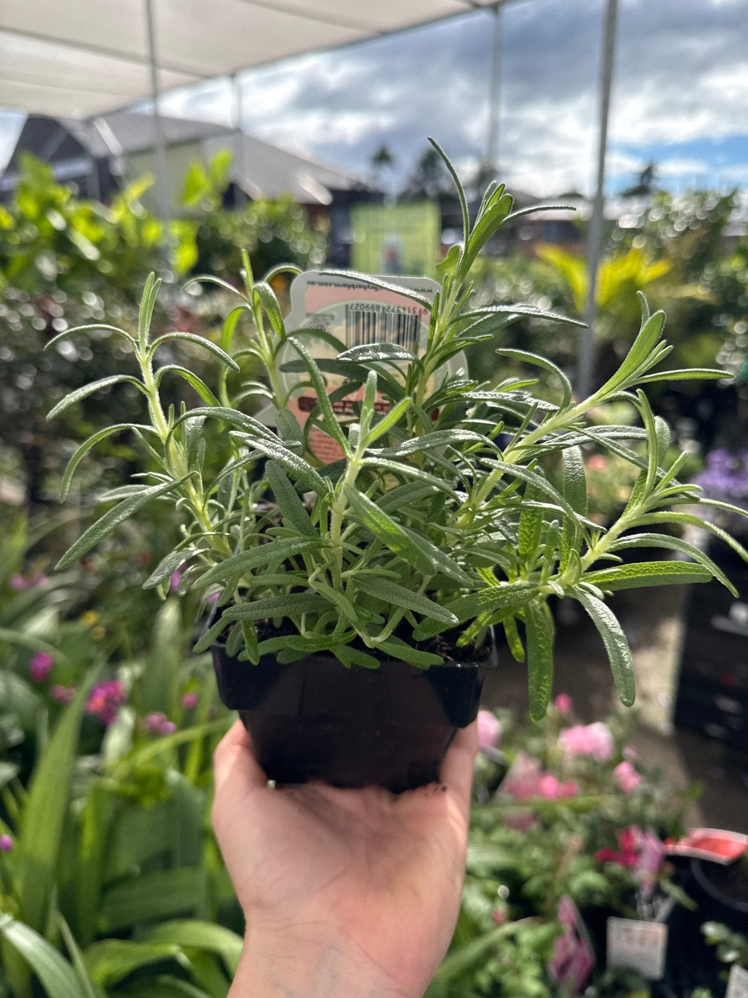 Rosemary (PICKUP ONLY) - Ladybird Nursery