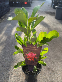 Waratah ‘Enchanted Red’ (Telopea) - Ladybird Nursery