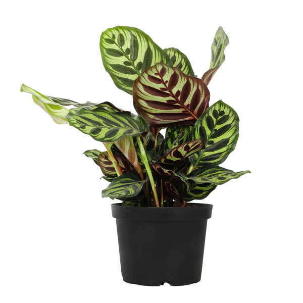 Prayer Plant (Calathea makoyana)