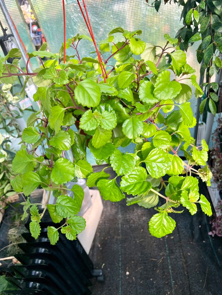 Swedish Ivy (Plectranthus Verticillatus) - Ladybird Nursery