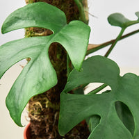 Dwarf Monstera (Rhaphidophora tetrasperma) - Ladybird Nursery