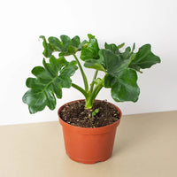 Philodendron Atom - Ladybird Nursery