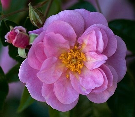 Rose Renae (Rosa) - Ladybird Nursery