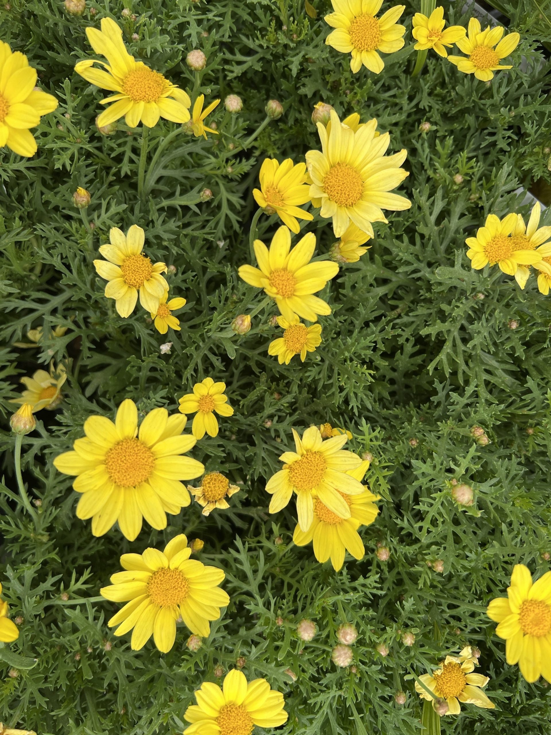 Daisy 'Sunshine Yellow' (Argyranthemum) 140mm