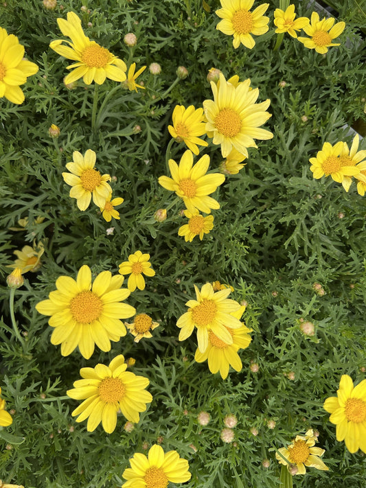 Daisy 'Sunshine Yellow' (Argyranthemum) 140mm