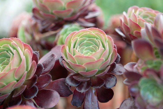 Velour Aeonium (Aeonium Velour) - Ladybird Nursery