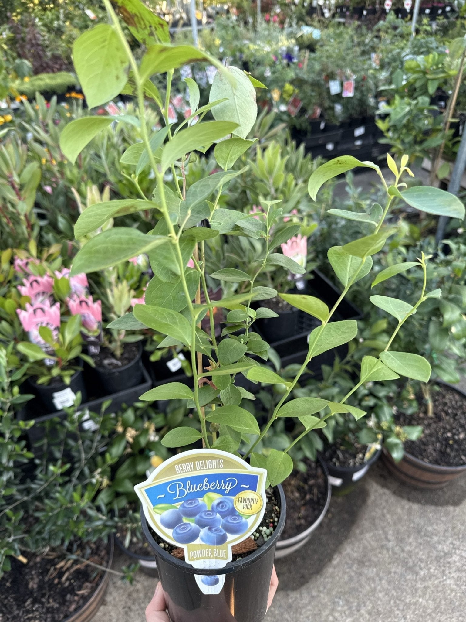 Blueberry Powder Blue - Ladybird Nursery