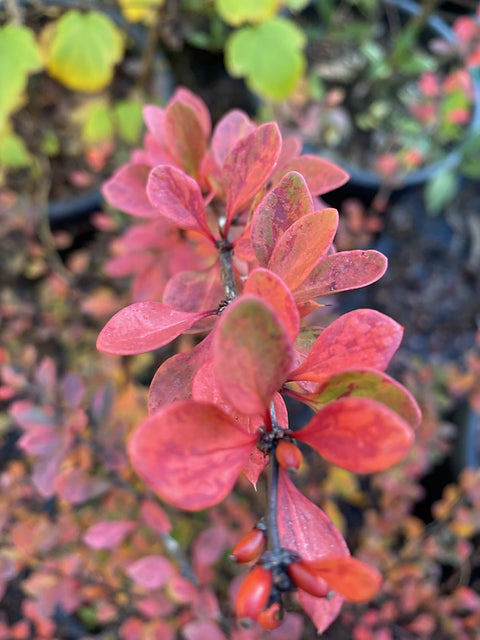 Silver Beauty Japanese Barberry (Berberis thunbergii)