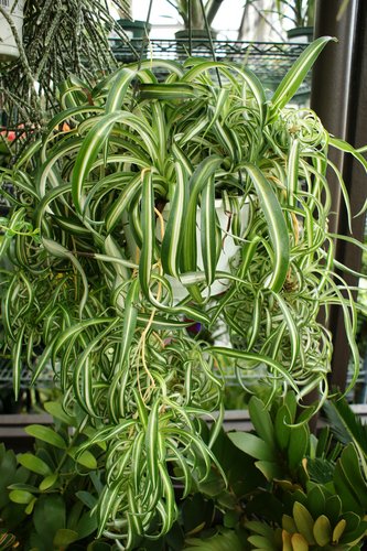 Spider Plant Bonnie (Chlorophytum comosum)