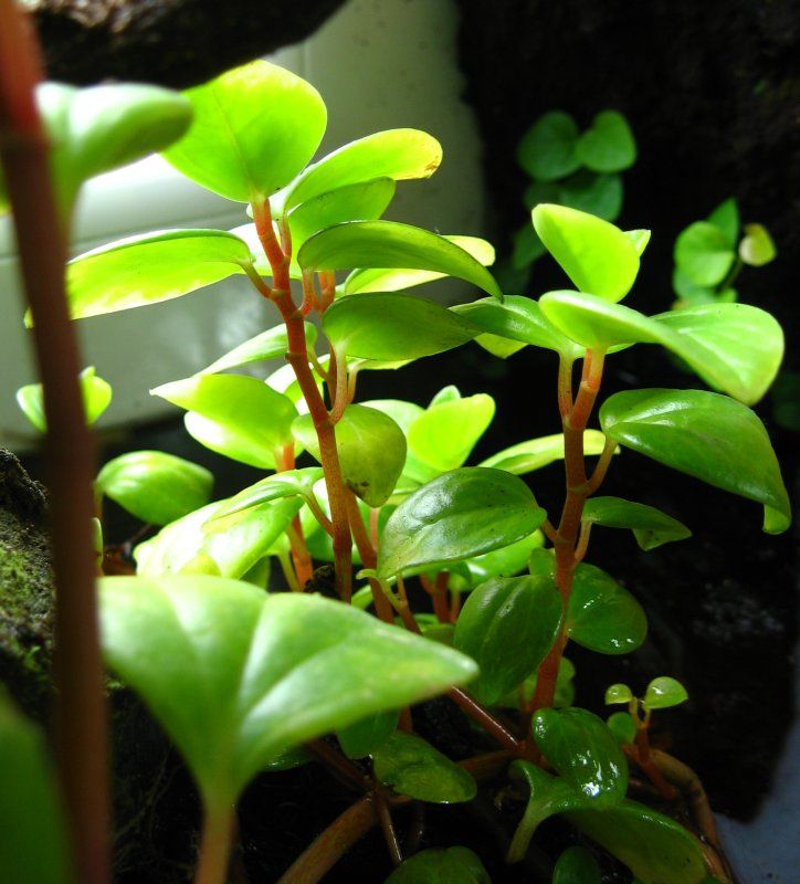 Peperomia Red Stem (Peperomia glabella) - Ladybird Nursery