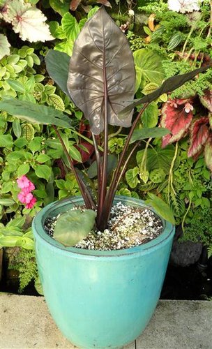 Yucatan Princess Elephant Ear (Alocasia Yucatan)