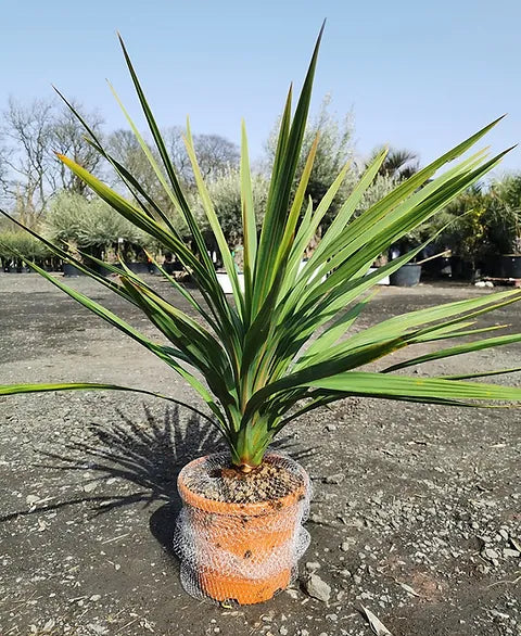 Cordyline Sundance (Cordyline australis)